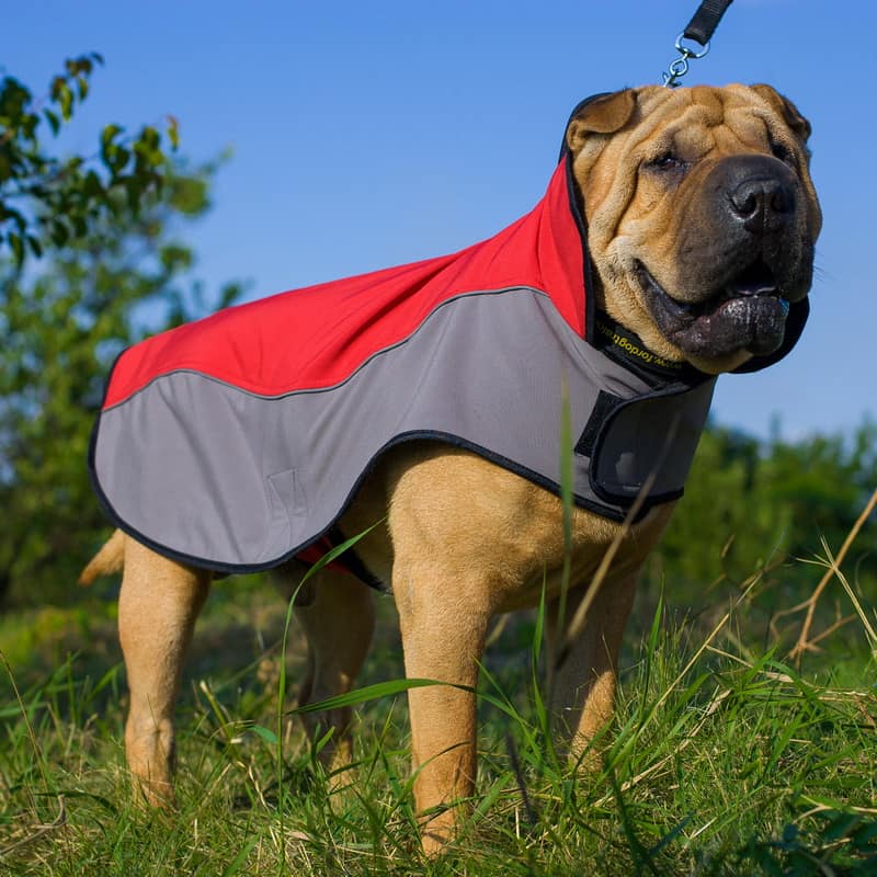 Шлейка дождевик из нейлона для шарпея «Raincoat Cape»